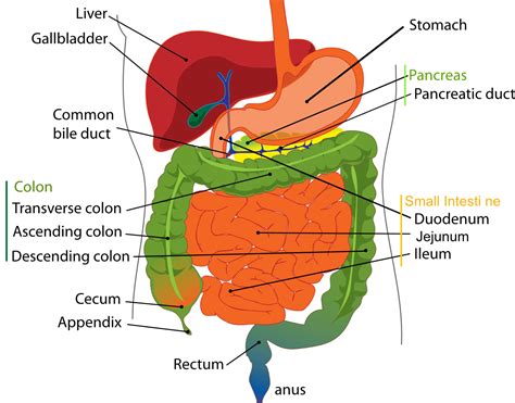 Left Side Pain; Symptoms, Causes & Home Remedies