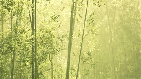 Bamboo forest in southern China 6297153 Stock Video at Vecteezy