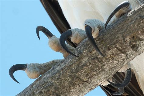 Bird Talons Definition - Parts of a Bird Foot