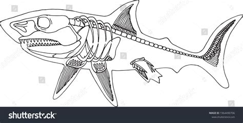 1,292 Shark skeleton Images, Stock Photos & Vectors | Shutterstock