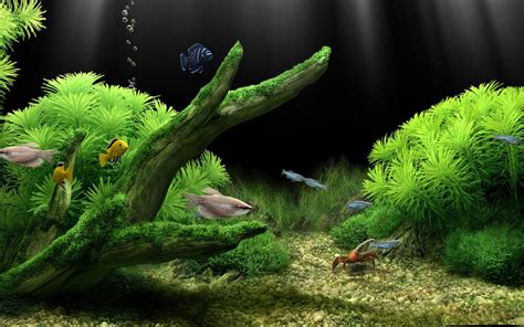 Fish Tank Wallpapers - Wallpaper Cave