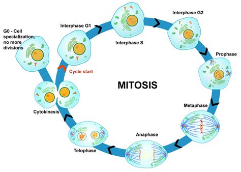 Cell Cycle, Mitosis and Cytokinesis | CK-12 Foundation