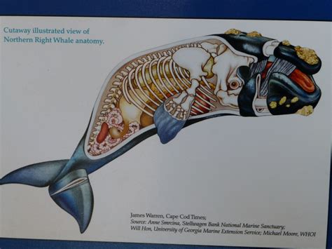 right whale, anatomy, WHOI | Biologia marinha, Baleias, Animais pré-históricos