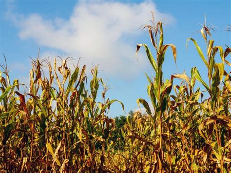 Premium Photo | Corn field during harvest and blue skydry corn fields ready for harvest