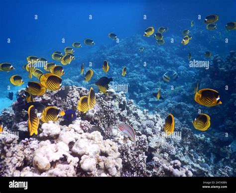 Coral Reef Ecosystem Stock Photo - Alamy