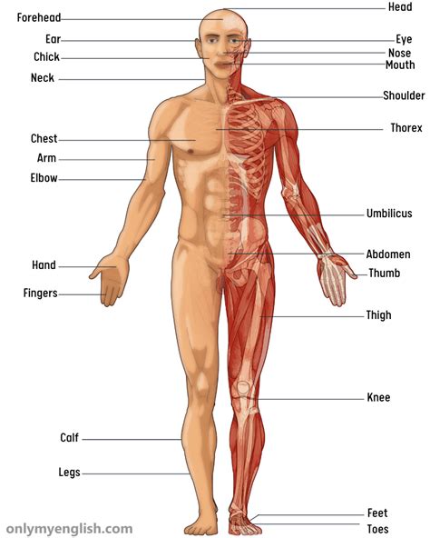 Body Parts Name in English with Pictures | Human body parts, Body parts ...