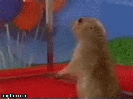 Dramatic Chipmunk GIFs - Find & Share on GIPHY