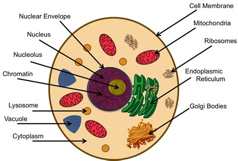 Cells - Mr. Scott's 6th Grade Class