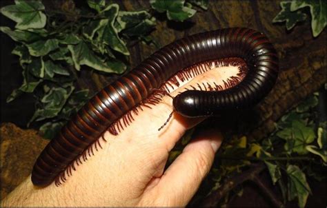 African Giant Millipede - Jonathan's Jungle Roadshow