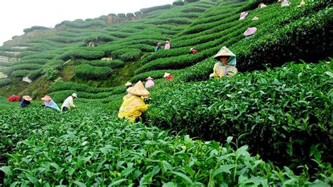 A Journey of Tea: From China to Pakistan - Youlin Magazine