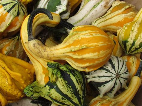 Free Images : fall, harvest, gourds, pumpkins, yellow, october, cucurbita, winter squash, summer ...