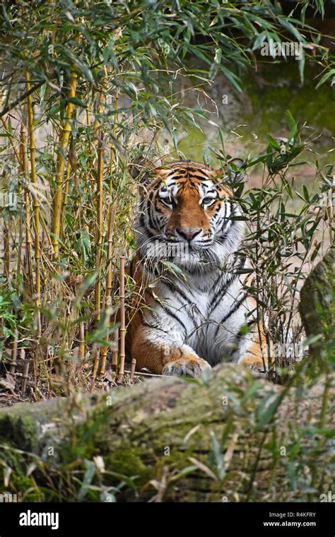 Tiger hiding in bamboo jungle Stock Photo - Alamy