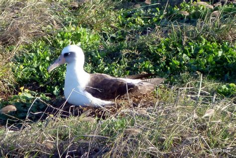 Laysan Albatross Nesting.