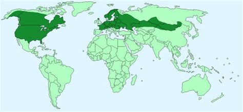 Information about Beavers