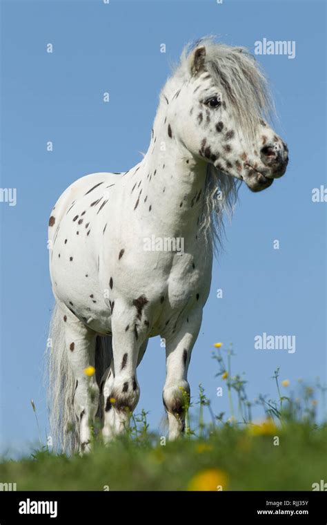 Shetland Pony. Miniature Appaloosa standing on a meadow. Germany Stock Photo - Alamy