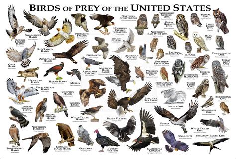 Birds of Prey of the United States Poster Print - inkart