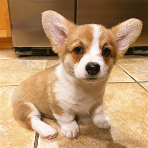 Baby Corgi Puppies For Sale Near Me, Welsh Corgis For Adoption | Corgi puppies for sale, Welsh ...