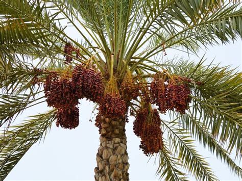 Date Palm Growing - How To Care For A Date Palm Tree