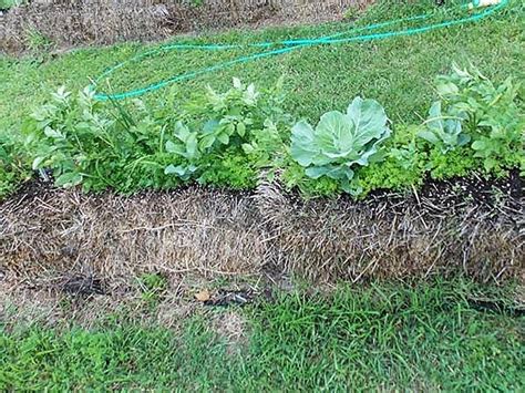 Straw Bale Gardening | blog.jungseed.com