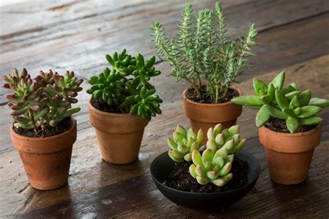 Succulent Types Indoor - Best Succulent Ideas