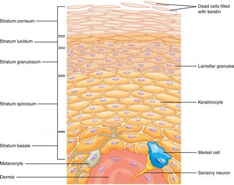 Layers of the Skin | Anatomy and Physiology