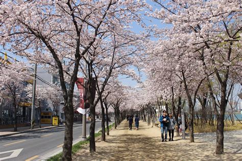 Absolutely Gorgeous Blooming Cherry Blossom Photos Ever, in Daegu South Korea, Samsung Lions ...