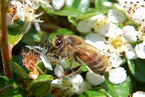 The Seven Different Types of Honey Bees - WorldAtlas