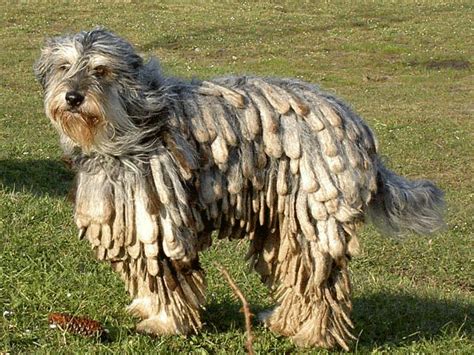 100 best images about Bergamasco Shepherd on Pinterest | Dreads, Large ...