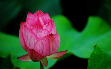 Red Lotus Flower Wallpapers - Wallpaper Cave