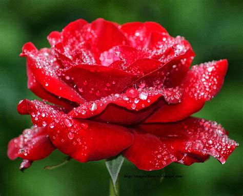 Beautiful Flowers Picture | Download Free Flowers Photos: Image of flowers| Red Rose | Picture ...