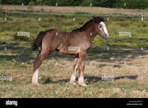 Shire Horse foal Stock Photo - Alamy