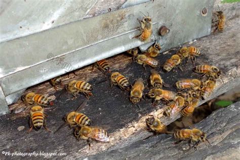 Apis mellifera | Nature, Cultural, and Travel Photography Blog