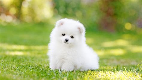 Pomeranian Dog Wallpapers - Top Free Pomeranian Dog Backgrounds - WallpaperAccess