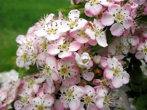 Free Hawthorn Blossom Stock Photo - FreeImages.com