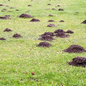 Who’s Been Digging Holes in Your Yard? Mole Damage Versus Vole Damage | Free Spray Lawn Care