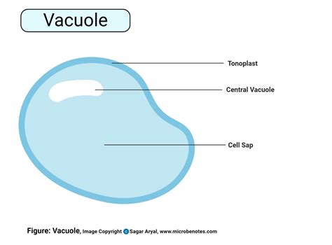 Vacuole In Animal Cell Diagram