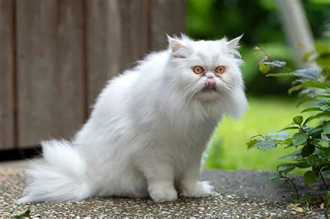 White Persian Cat: Info, Genetics, Traits & FAQs (With Pictures)