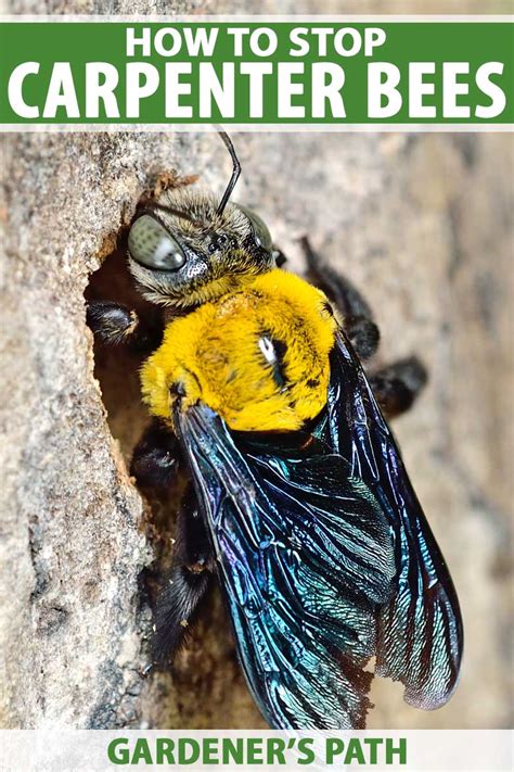 Carpenter Bee Damage To House