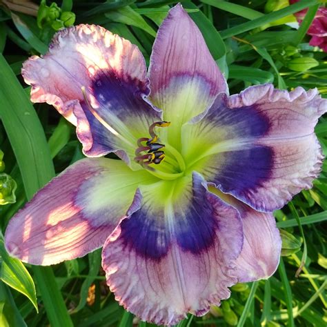 Seedlings – Signature Daylilies