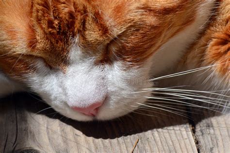 Orange Cat Sleeping Outdoor Stock Image - Image of portrait, face: 188244079