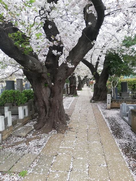 Hidden Sakura Spots in Tokyo : Blog（test） | OMAKASE - Japan Tours, Trip, Travel Guide