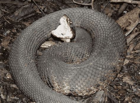 Snake Removal near me - Wildlife Removal Services of Florida