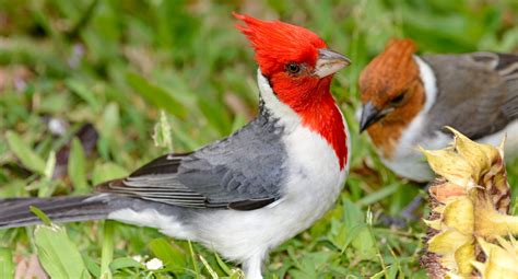 7 BEST Birding Tours in Hawaii! (2024) - Bird Watching HQ