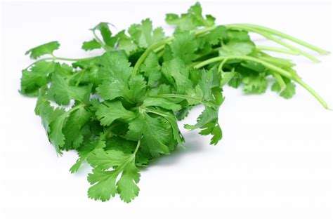 Fresh Coriander Leaves have Innate Health Secrets