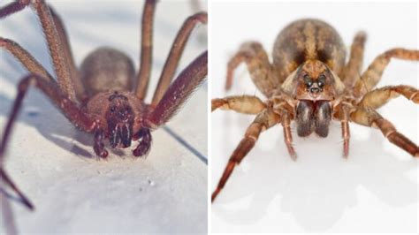 Brown Recluse Vs Wolf Spider: 7 Differences & Facts