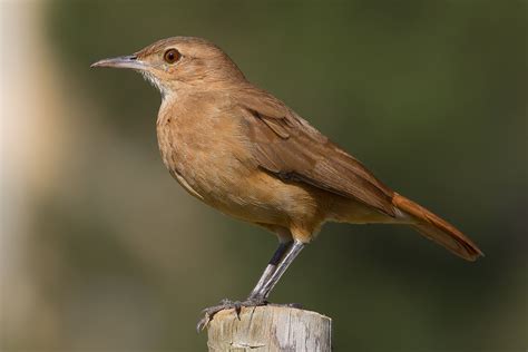 Rufous Hornero (Furnarius rufus) | The Rufous Hornero or Red… | Flickr