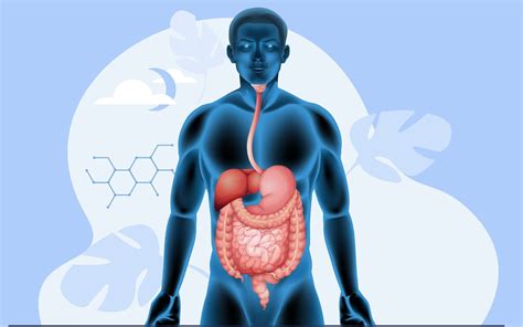 Digestion and Absorption: Step-by-Step Guide (CBSE) - Leverage Edu