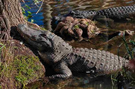 American Alligator Habitats | Swamp Fever Airboat Adventures