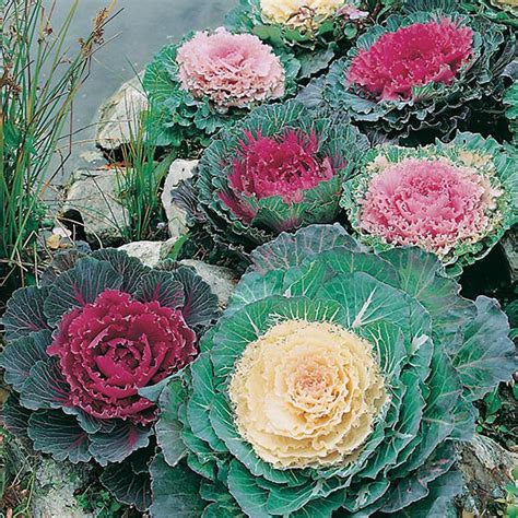 50 Pcs Flowering Cabbage Seeds Ornamental Cabbage BRASSICA - Etsy