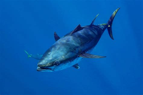 Bluefin Tuna Species WWF, 41% OFF | www.elevate.in